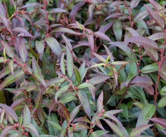 Druifheide (Leucothoe keiskei 'Royal Ruby')