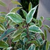 Druifheide (Leucothoe fontanesiana Whitewater®')