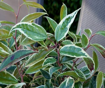 Druifheide (Leucothoe fontanesiana Whitewater®')