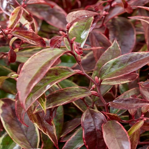 Druifheide (Leucothoe fontanesiana Whitewater®')