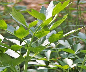Maggiplant (Levisticum officinale)