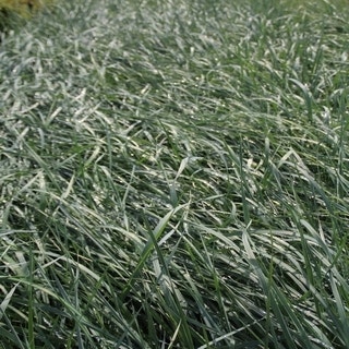 Zandhaver (Leymus arenarius)