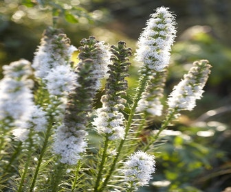 Liatris (Liatris spicata 'Alba') - bloembol