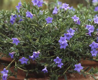 Parelkruid/steenzaad (Lithodora diffusa 'Heavenly Blue')