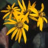 Kruiskruid (Ligularia dentata 'Othello')