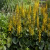 Kruiskruid (Ligularia 'Bottle Rocket') Bio