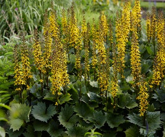 Kruiskruid (Ligularia 'Bottle Rocket')