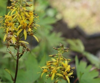 Kruiskruid (Ligularia przewalskii) BIO