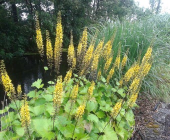 Kruiskruid (Ligularia stenocephala 'The Rocket')