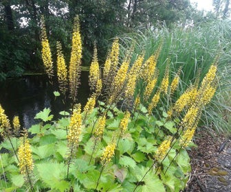 Kruiskruid (Ligularia stenocephala 'The Rocket')