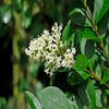 Wilde liguster  (Ligustrum vulgare)