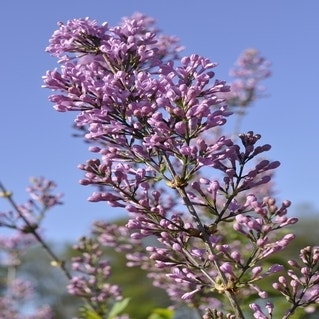 Sering (Syringa chinensis 'Lilac Sunday')