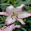 Lelie (Lilium 'Brasilia')