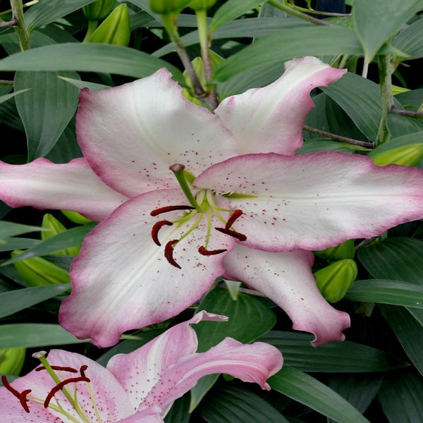 Lelie (Lilium 'Brasilia')
