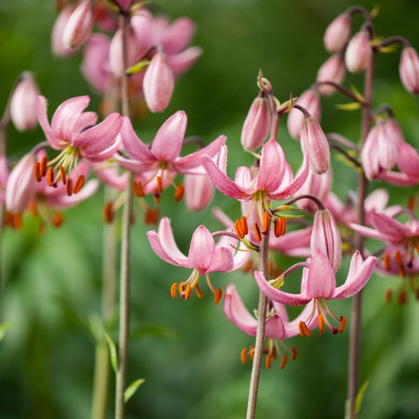 Lilium martagon 'Candy Morning' 

