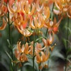 Lelie (Lilium martagon 'Fairy Morning')