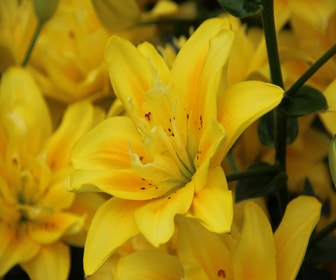 Lelie (Lilium 'Fata Morgana')