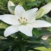 Lelie (Lilium 'Kent')