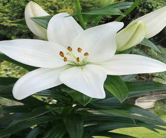 Lelie (Lilium 'Kent')