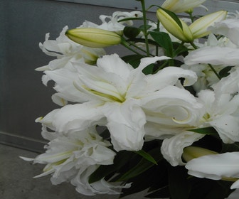 Lelie (Lilium 'Lotus Beauty')