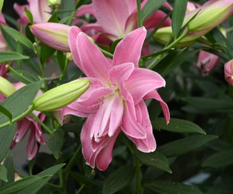 Lelie (Lilium 'Lotus Joy')