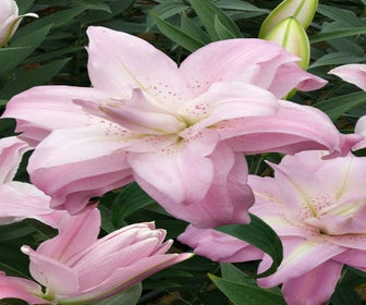 Lelie (Lilium 'Lotus Queen')