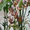 Lelie (Lilium martagon 'Alberta Morning')