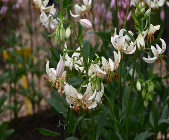 Lelie (Lilium martagon 'Albi Morning')