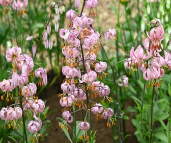Lelie (Lilium martagon 'Purple Morning')