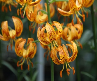 Lelie (Lilium martagon 'Sunny Morning')