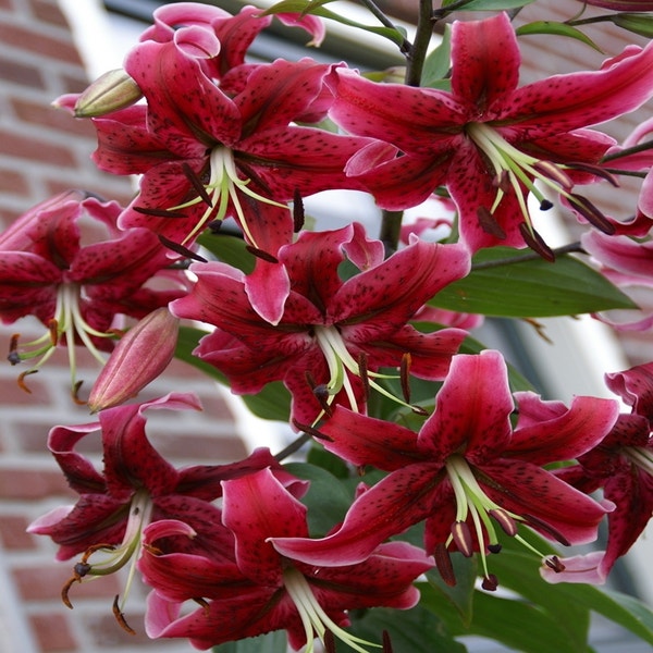 Lilium 'Miss Feya'
