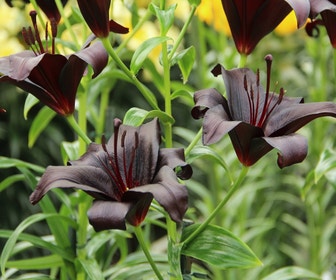 Lelie (Lilium 'Nightrider')