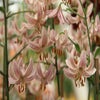 Lelie (Lilium martagon 'Pink Morning')