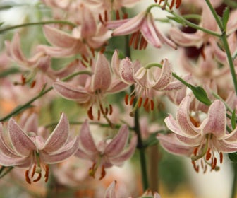Lelie (Lilium martagon 'Pink Morning')