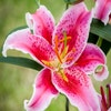Lelie (Lilium 'Stargazer')