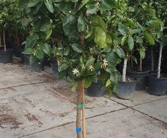 Citrus latifolia (Limoen)