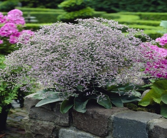 Lamsoor (Limonium latifolium)