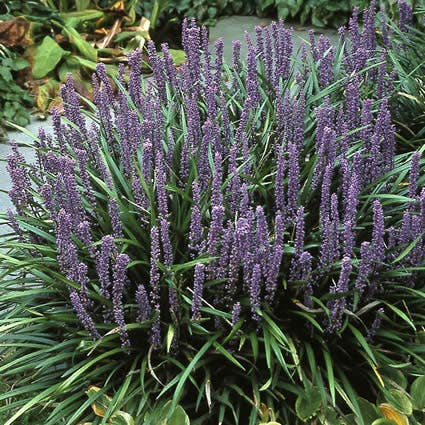Liriope muscari (Leliegras) bloeiend
