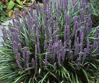 Leliegras (Liriope muscari)