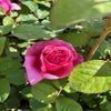 Theehybride roos (Rosa 'Line Renaud') (BIO)