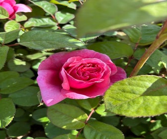 Theehybride roos (Rosa 'Line Renaud') (BIO)