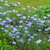 Vlas (Linum perenne)