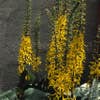 Kruiskruid (Ligularia przewalskii)