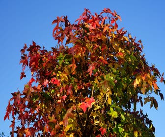 Liquidambar styraciflua ‘Horizontalis’
