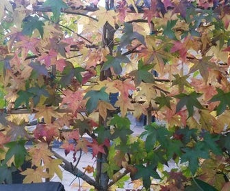 Amberboom als leiboom (Liquidambar styraciflua)
