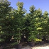 Meerstammige amberboom (Liquidambar styraciflua)