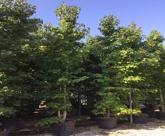 Meerstammige amberboom (Liquidambar styraciflua)