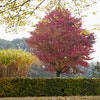 Amberboom (Liquidambar styraciflua 'Worplesdon')