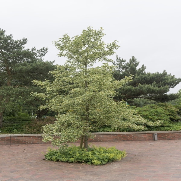 Amberboom (Liquidambar styraciflua 'Variegata')