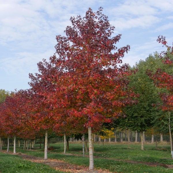 Liquidambar styraciflua 'Worplesdon'  35-40 cm